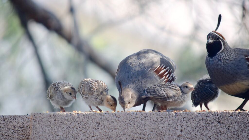 quail family