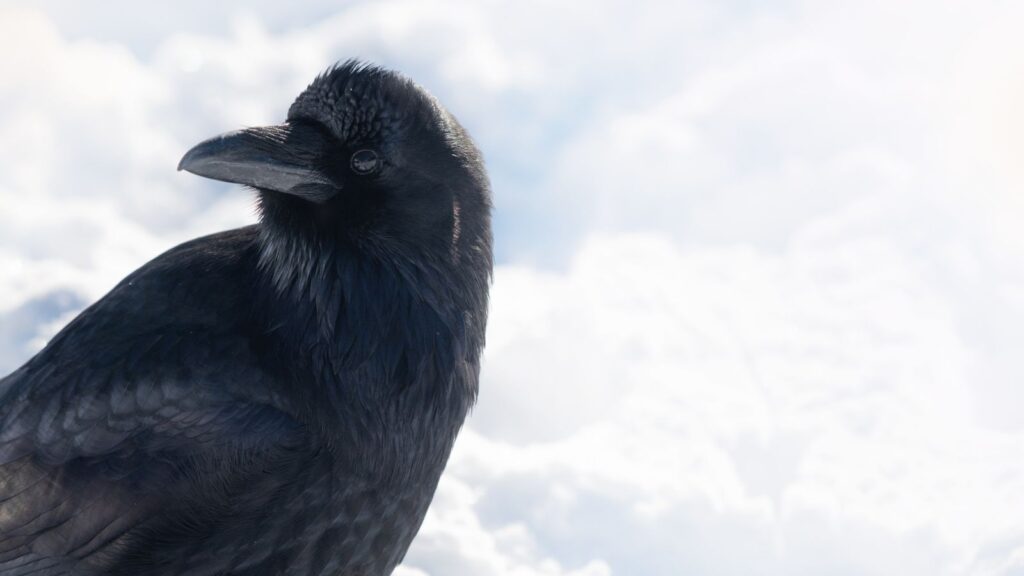 raven