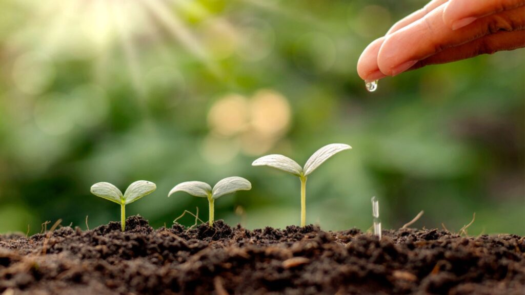 Plant maintenance and water the seedlings that grow in order of germination on fertile soils, concept of water and water the plants